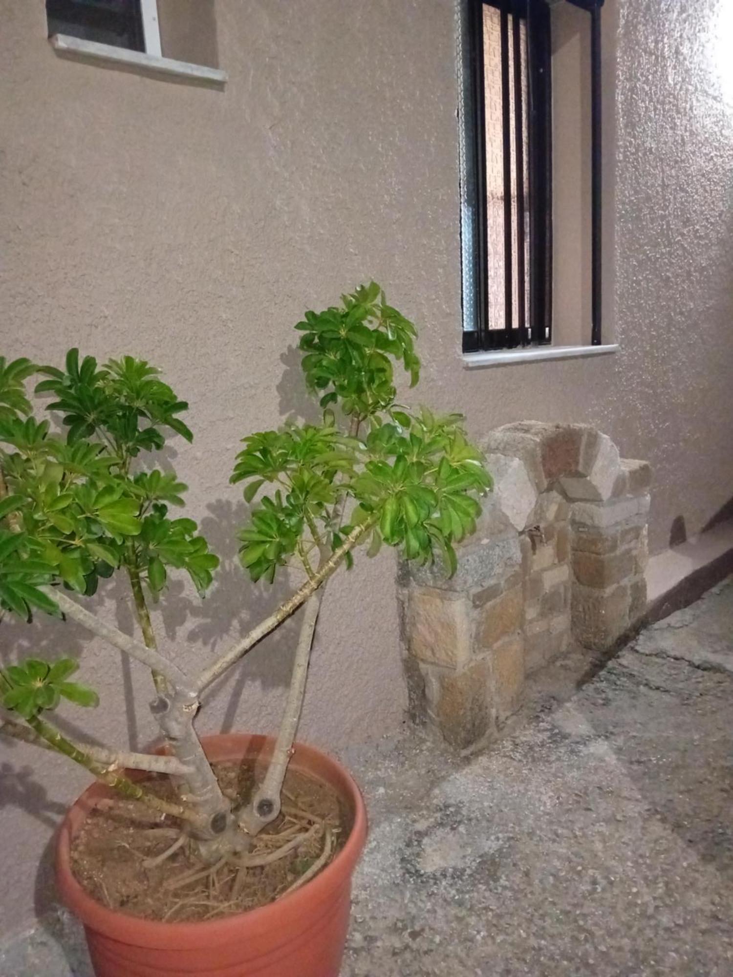 Plátanos Casa Artemisヴィラ エクステリア 写真
